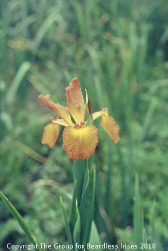 Iris Missouri Autumn (spuria)